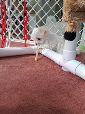  13-9-25 13.39 uur Grazia  met haar kauwstaaf